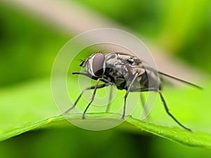 TheÂ houseflyÂ & x28;Musca domestica& x29; is a fly of the suborder Cyclorrhapha. in indian village